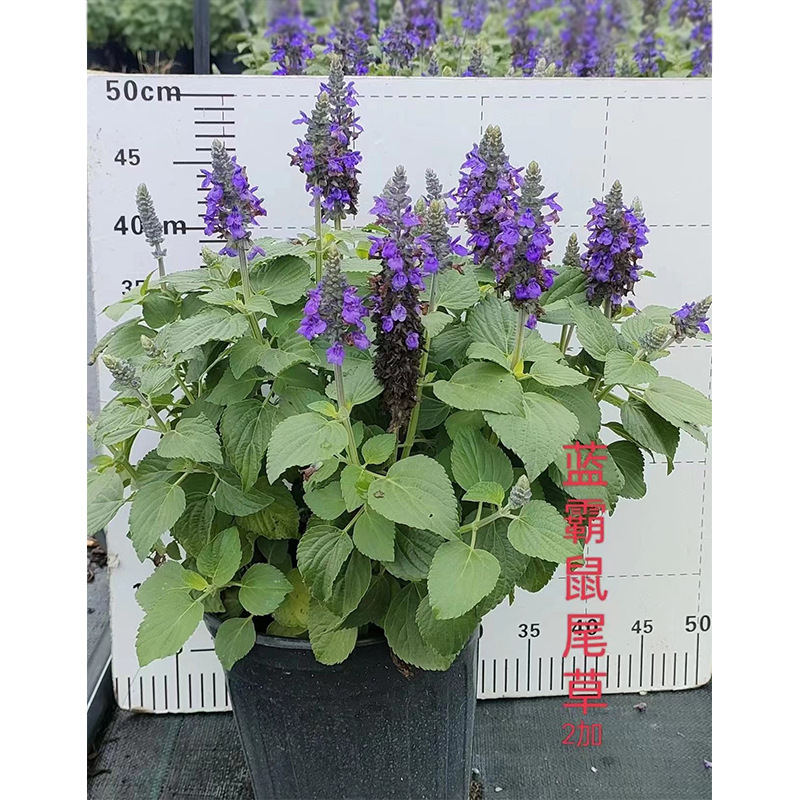 Blue Sage 2 Gallons Potted Flowers Green Plants Chengdu Gar