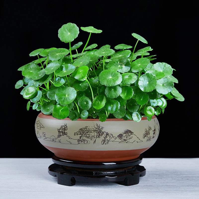 Hydroponic plants, copper money grass, gold money grass wit