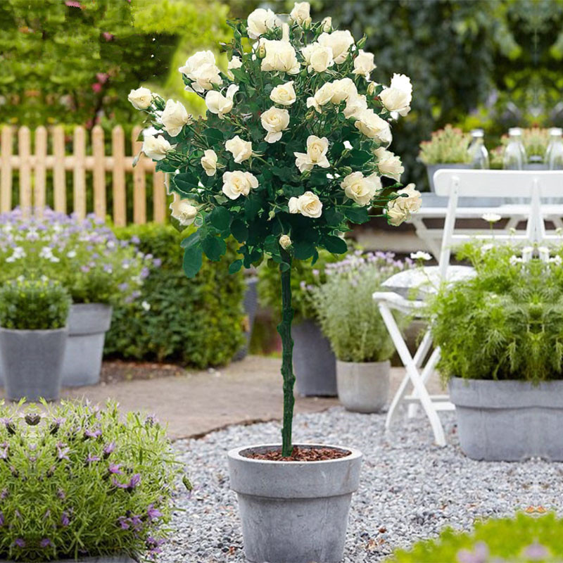 Lollipop tree stump, rose seedlings, courtyard potted plant