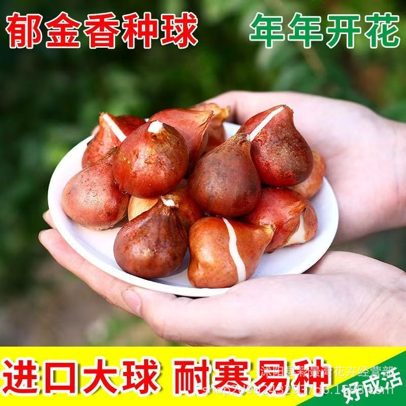 Tulip bulbs, hydroponic flowers, soil grown plants, flower