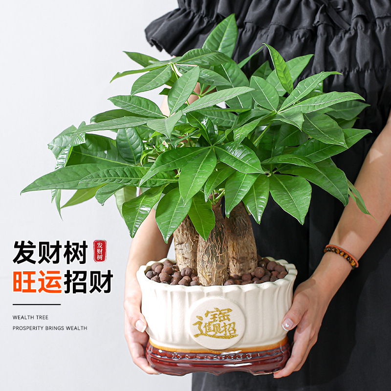 Fortune Tree Potted Plants Indoor Plants Attract Wealth Liv