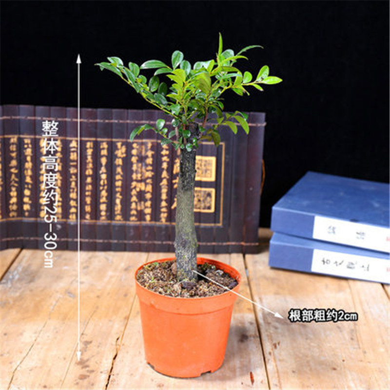 Small leaved rosewood bonsai seedlings, rosewood tree stump