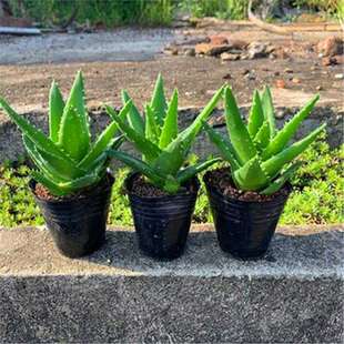 Vera Aloe Green Plants Succulen Night Potted City