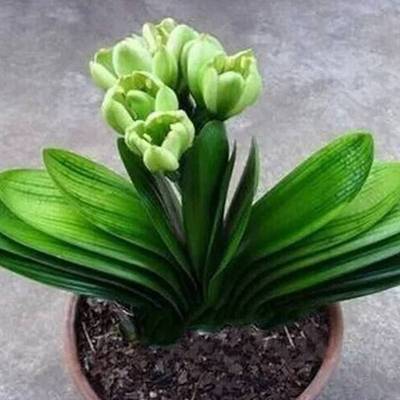 Gentleman bonsai with flower buds, old seedlings, small see