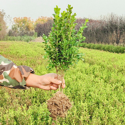Xiaoye boxwood holly saplings, green seedlings, small seedl