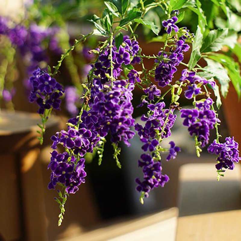 Purple Gold Dew Taiwan Forsythia Chocolate Evergreen Shrubs