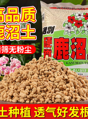 Japanese deer swamp soil hard succulent pavement Rhododendr