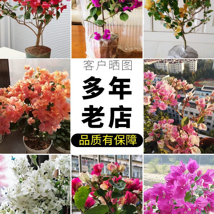 三角梅盆栽带花绿樱爬藤老桩重瓣四季开花大苗红缨安格斯阳台植物