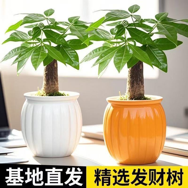 Money Tree Small Potted Flowers Green Plants Office Green R