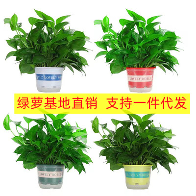 Green Luo Potted Plant Base Direct Indoor Hydroponic Long V
