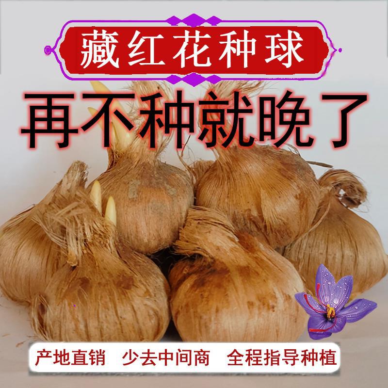Medicinal saffron bulbs, potted saffron seedlings, edible c