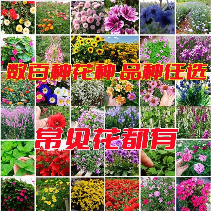 花种子四季播盆栽阳台庭院雏菊向日葵薰衣草重瓣太阳花种籽孑大全