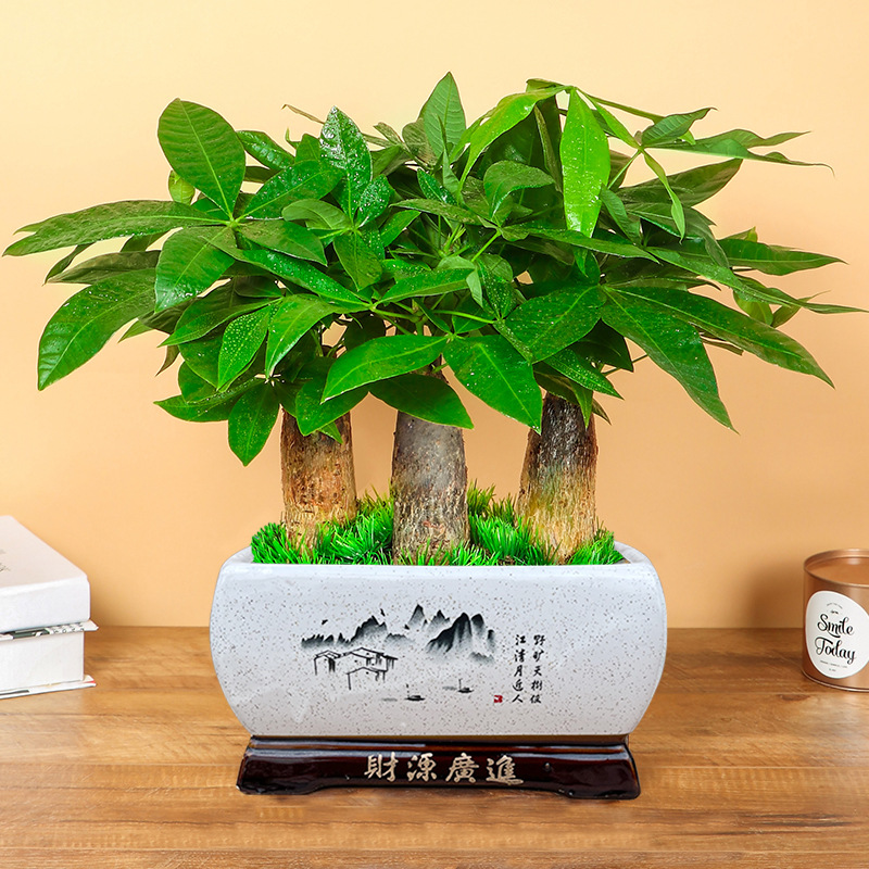 Fortune Tree, Large Bonsai, Living Room, Potted Plants, Ind