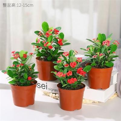 Tiger thorn plum, iron crabapple, potted plant with flowers