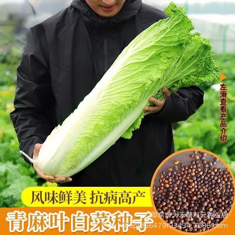 天津青麻叶大白菜种子高产抗病直筒包心春秋播绍菜青口大白菜种籽