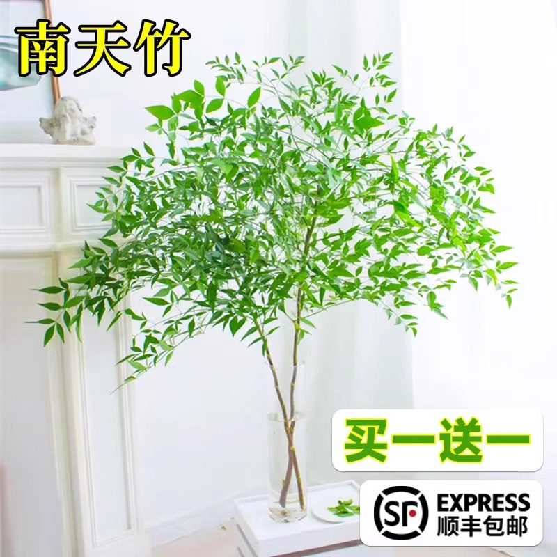 South Sky Bamboo Potted Plants Hydroponic Plants Office Liv