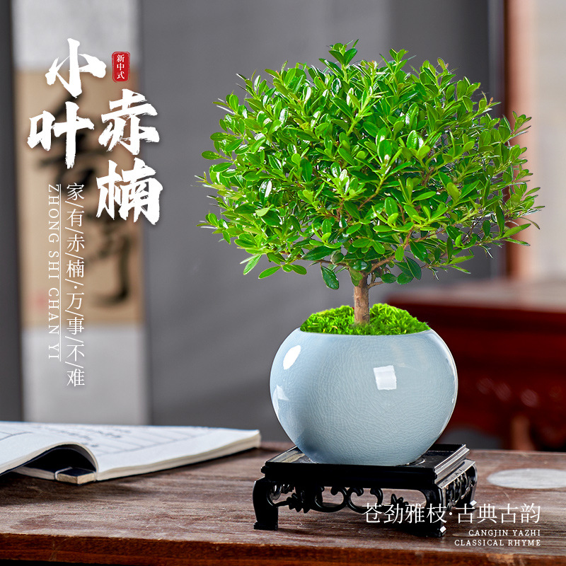 Small leaved red fern bonsai office desktop old pile plants