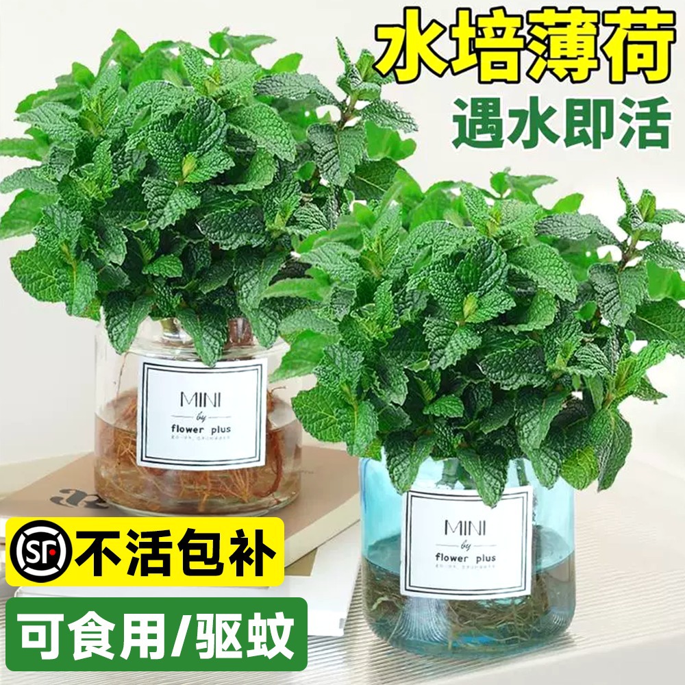 Peppermint hydroponic plants, potted rosemary, indoor mosqu