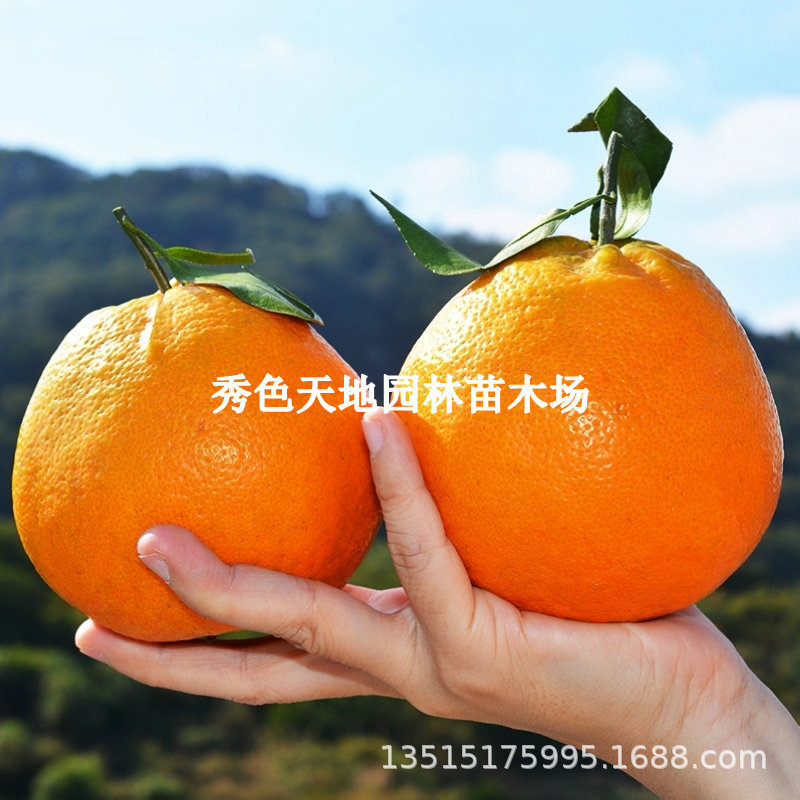 Baba orange seedlings, Sichuan fruit tree seedlings, Lu ora