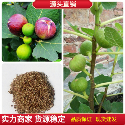 无花果种子四季庭院播种蜜果奶浆果文仙果树苗种子林木种子无花果