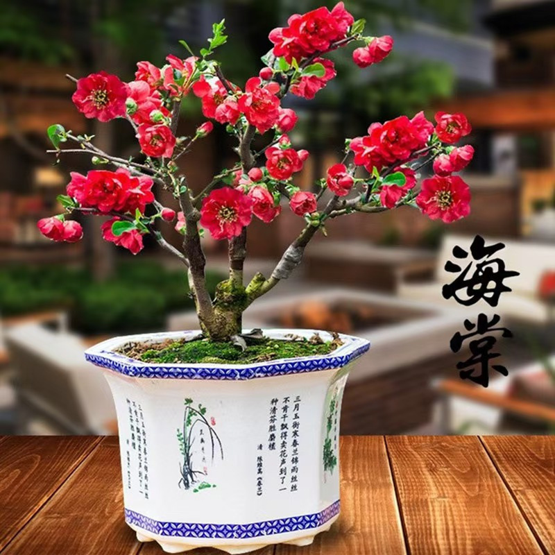 海棠花盆栽树苗盆景重瓣老桩庭院绿植物室内四季花卉开花好养易活
