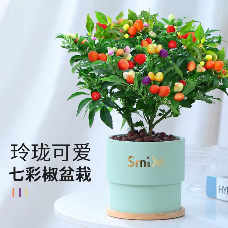 Colorful Pepper Potted Seedlings with Fruits Edible Fresh C