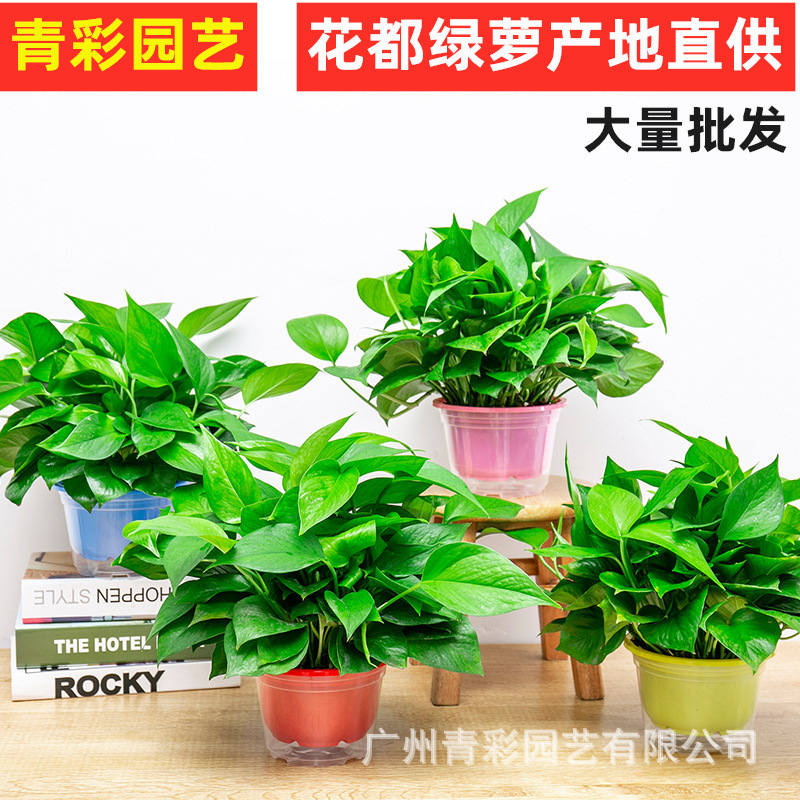180 potted plants of green ivy, flowers, indoor green plant