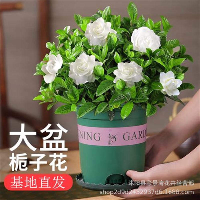 Gardenia, potted flowers, indoor plants with flower buds, b