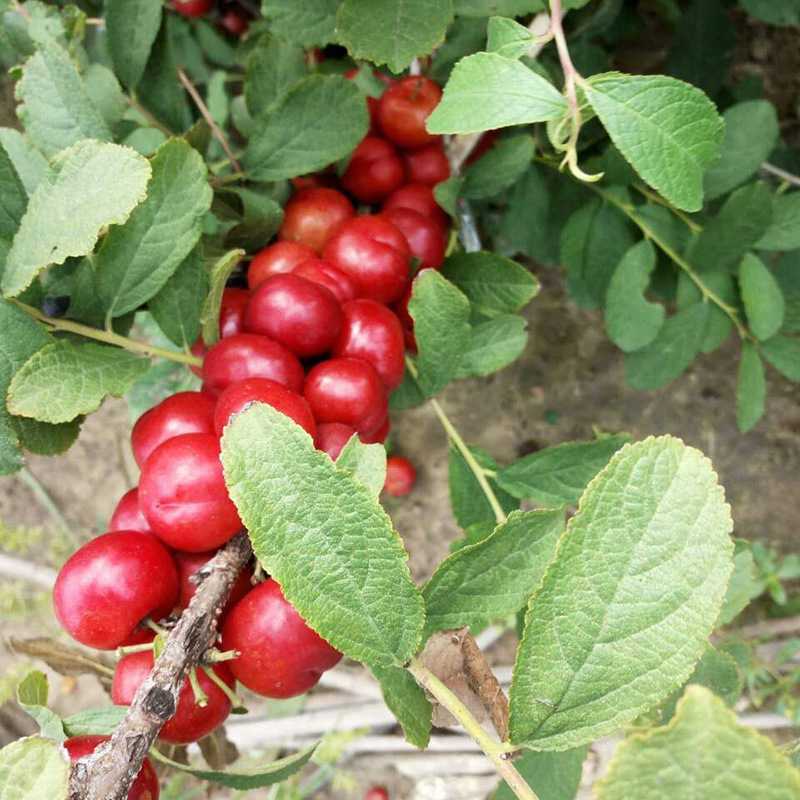 The base sells 3-year calcium fruit seedlings, European plu