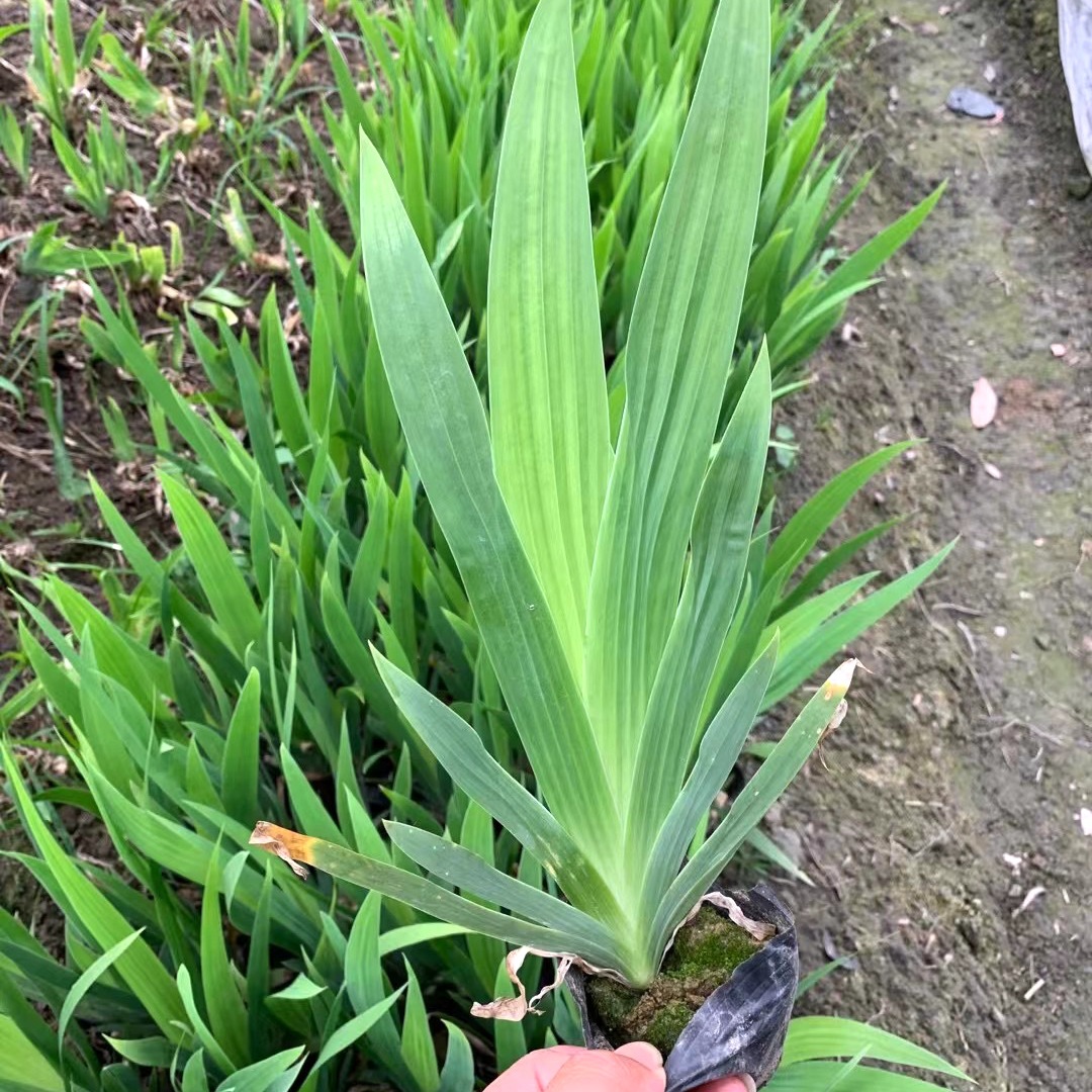 German iris, Siberian iris, aquatic drought tolerant blue f
