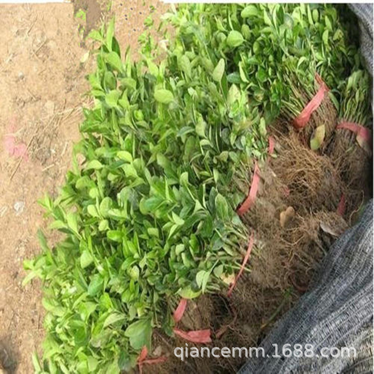 Nursery supplies green nursery seedlings, holly seedlings,