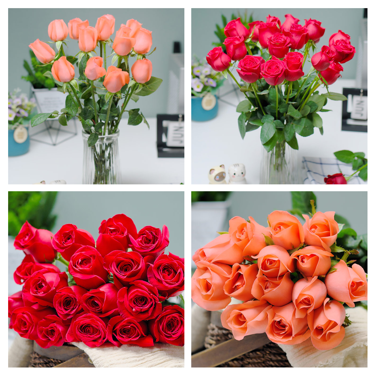 Roses, Flowers, Yunnan Kunming Base, Straight hair, Fresh h