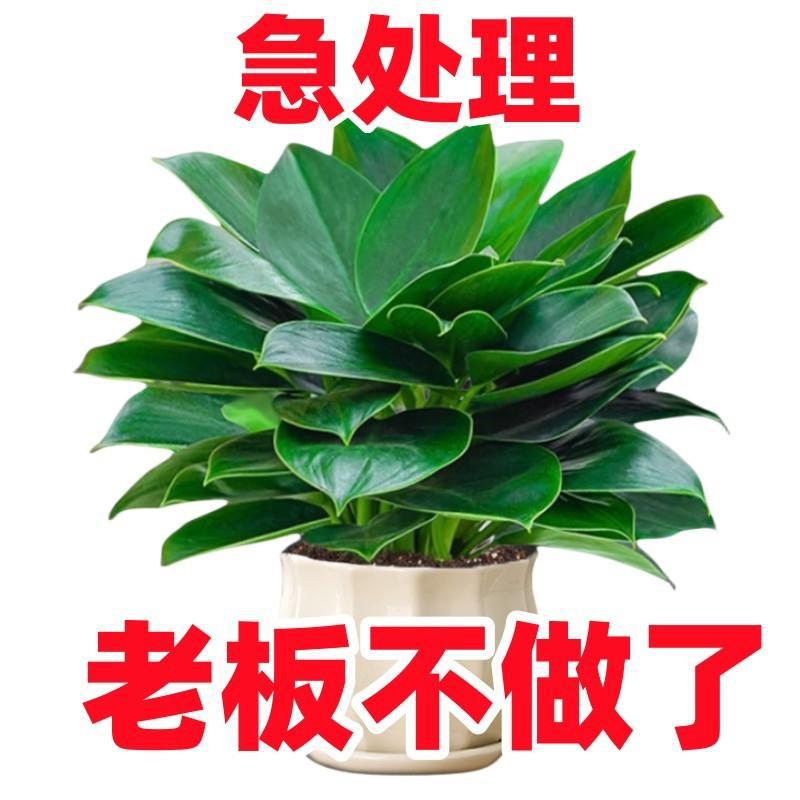 12 Large Leaf Golden Diamond Potted Green Robe Basket Hydro