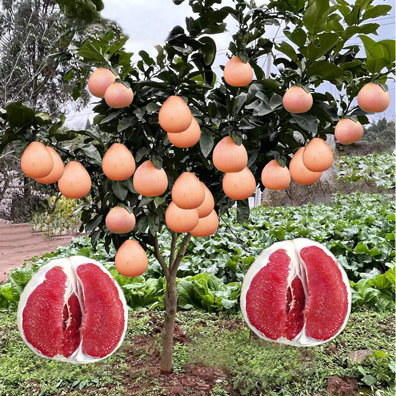 Four season grapefruit saplings, red heart red flesh honey