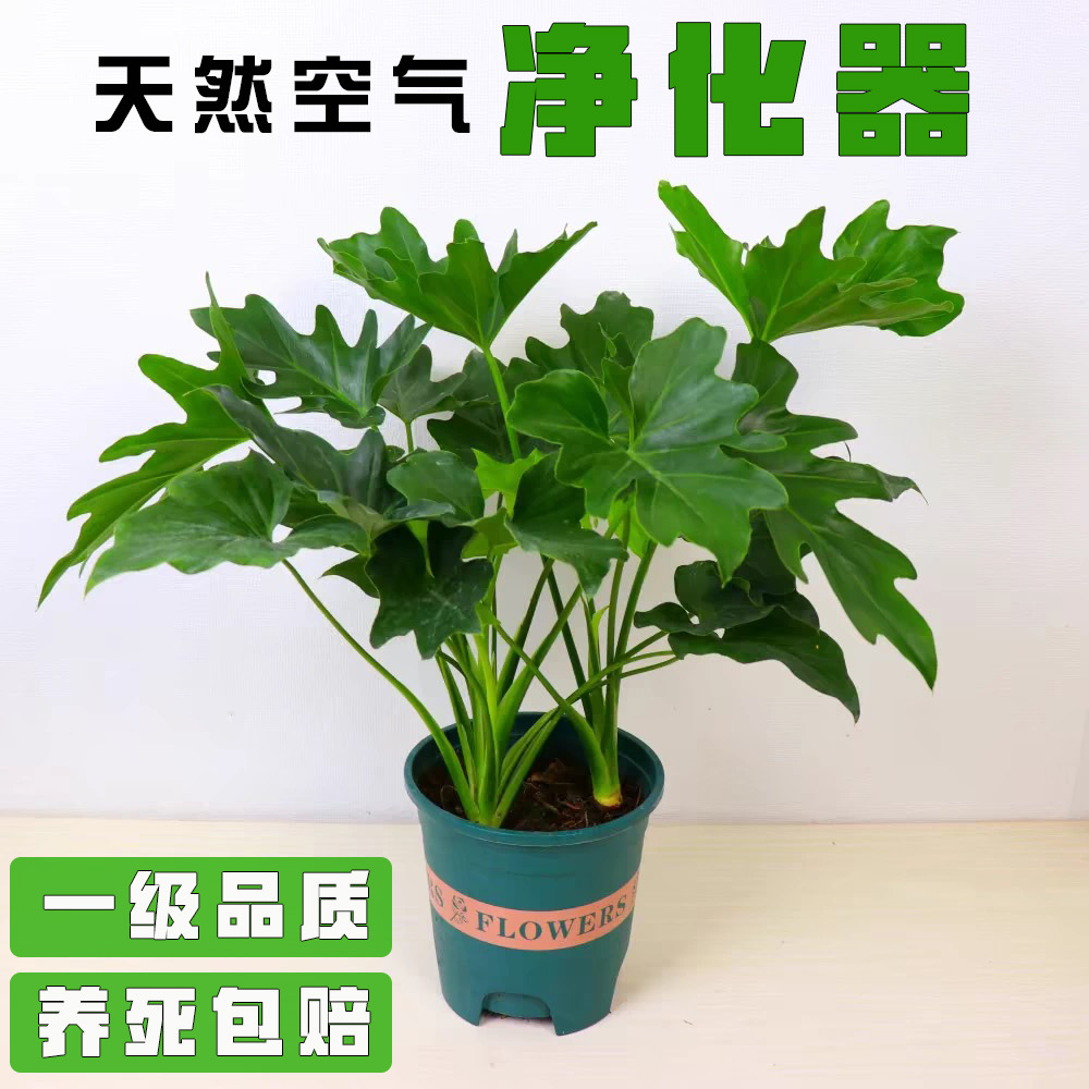 Spring Feather Green Plants, Potted Plants, Hydroponic Plan