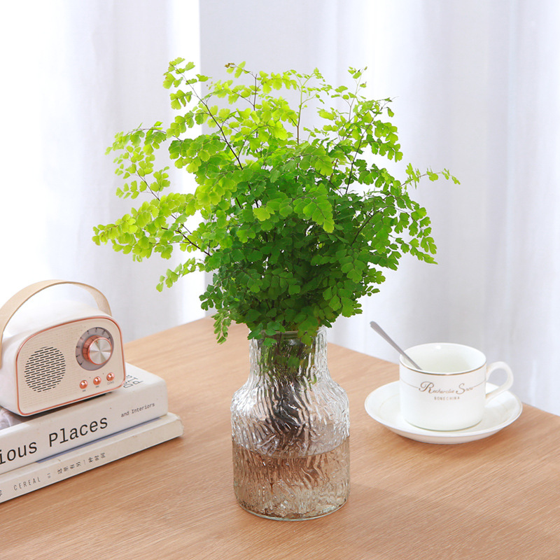 Iron fern potted hydroponic plant indoor shade tolerant and