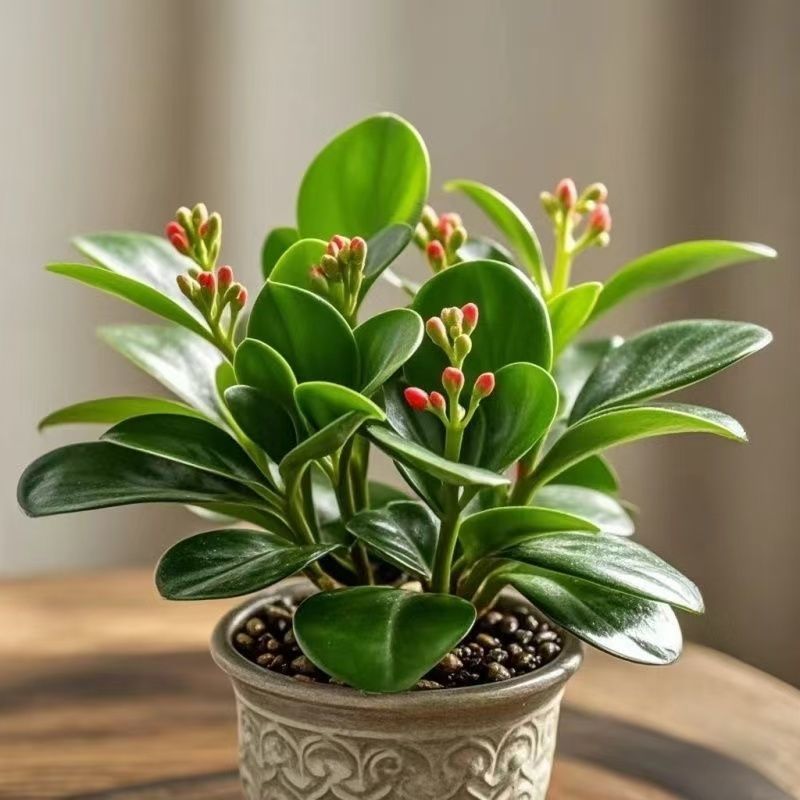 新品重瓣碧玉花卉绿植四季开花浓香型盆栽室内净化空气