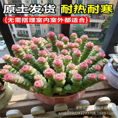 Colorful money skewers, succulent large pots, succulent pla