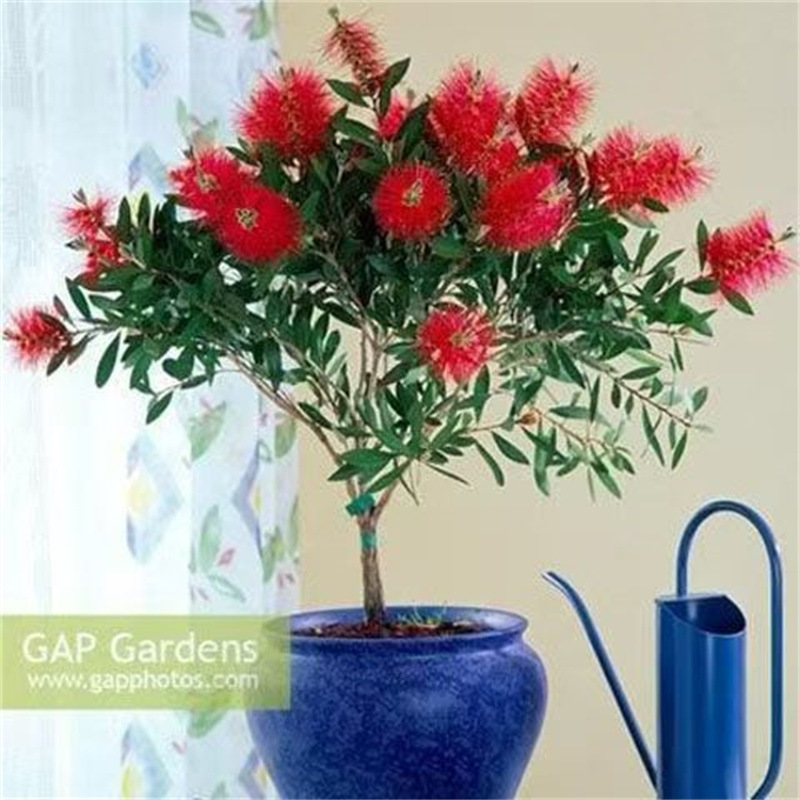 Red Thousand Layer Tree Seedlings, Green Plants, Potted Pla