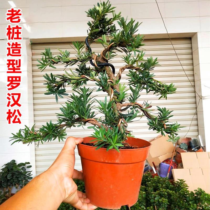 Podocarpus robustus old stump saplings potted plant modelin