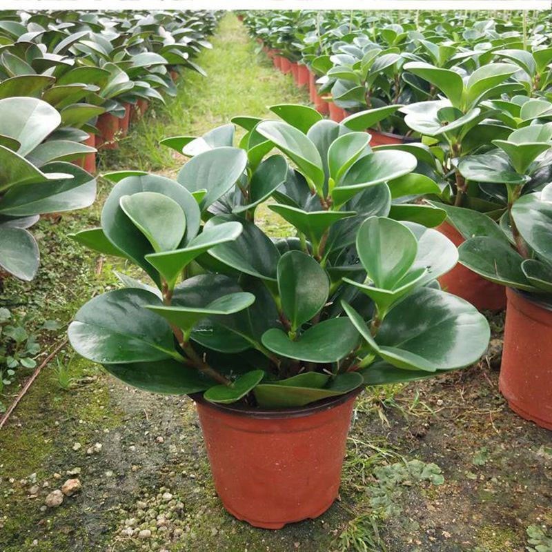 豆瓣绿盆栽碧玉室内盆栽水培植物办公室绿植桌面盆栽