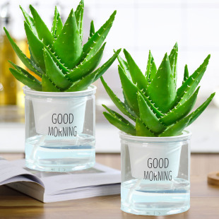 plants for indoor Aloe air potted fresh vera