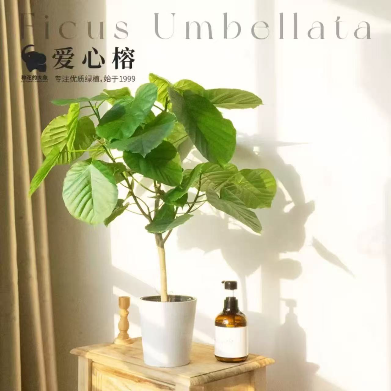 Love Ficus Heart Leaf Ficus Small Fresh Green Plant Potted