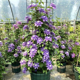 Iron wire lotus seeds, potted flowers, green plants, iron w