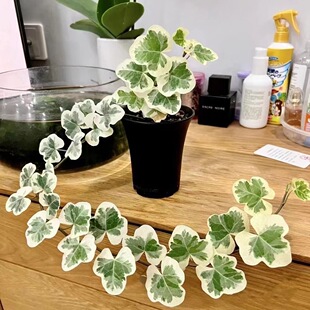 Japan plant imported variet potted from rare Xueying