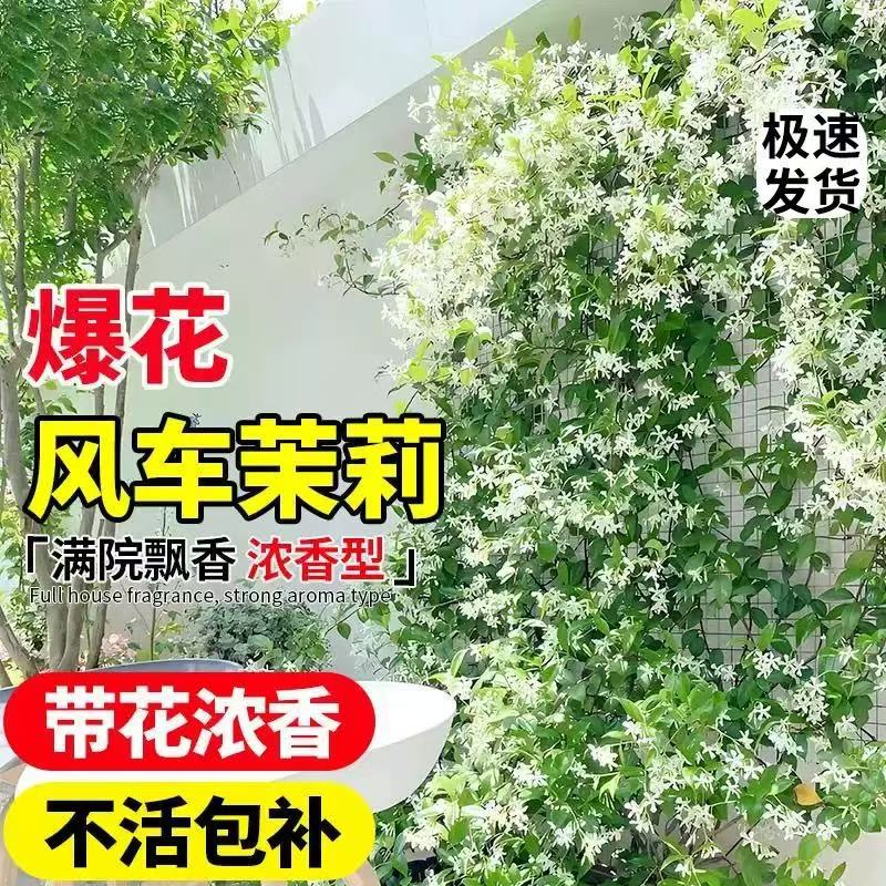 Windmill Jasmine Potted Plants, Old Stakes Climbing Vine Pl