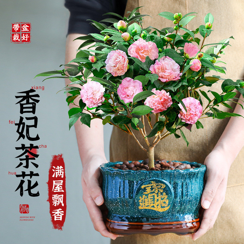 Special grade large pot Xiangfei camellia flower pot with f