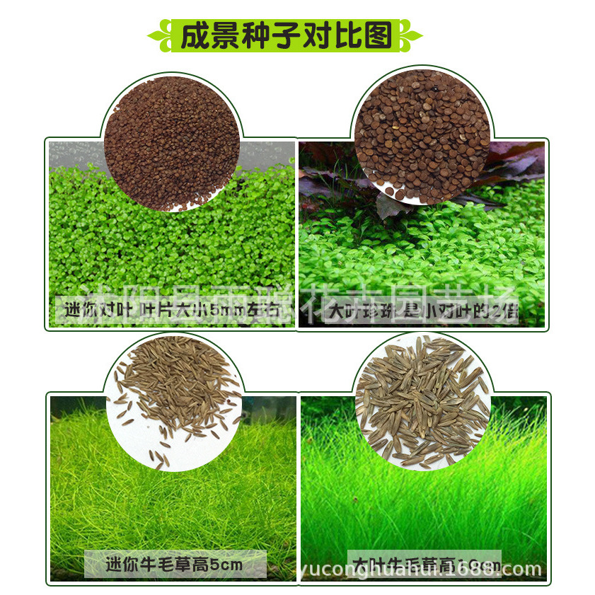 水草种子 迷你对叶 前景草 大叶珍珠种子 鱼缸水族箱造景装饰