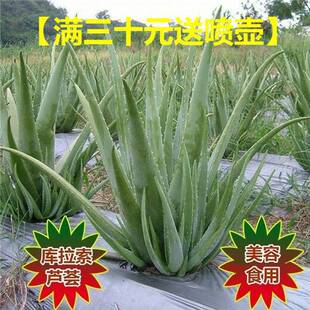 aloe vera seedlings Beauty succulent Curacao potted salon