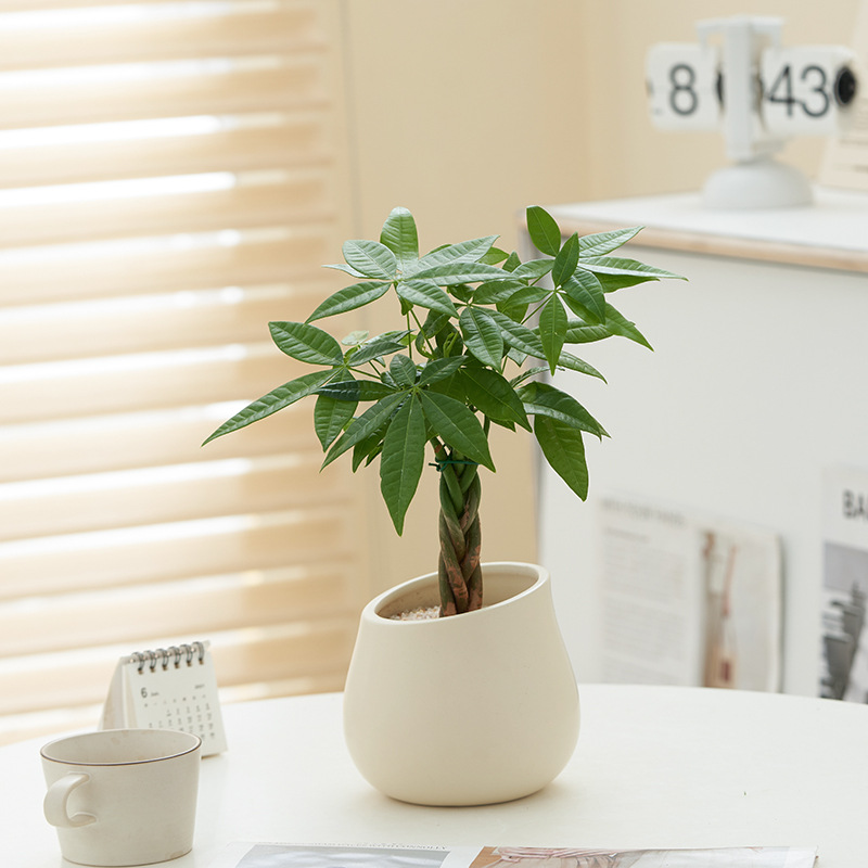 Fortune Tree Nordic Nine Mile Incense Green Plants Desktop